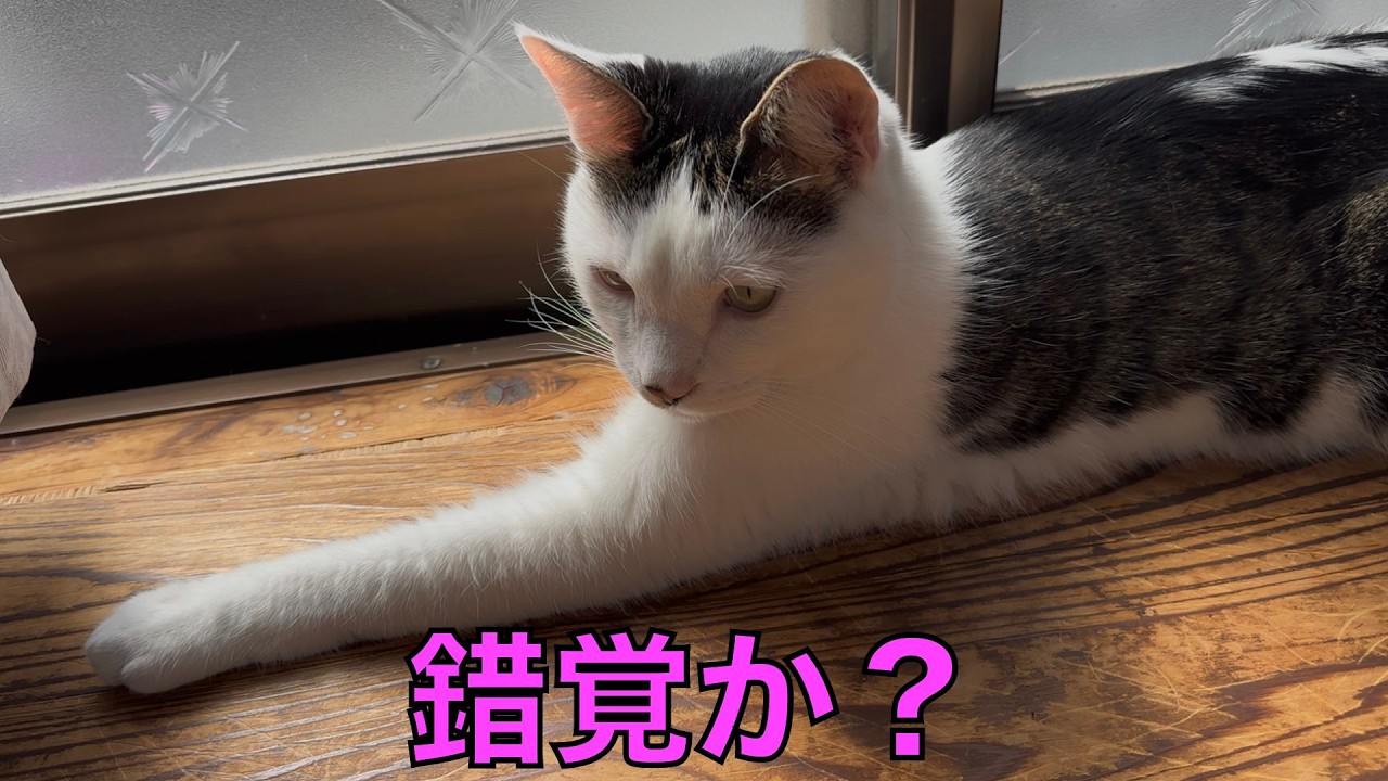 保護猫ナターシャの560日目：手が長い？