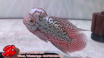 Cá La Hán Kamfa F2 VIP - 12cm - 4,7 inch, Châu Đẹp, Body Chuẩn Từ Trại Loca Farm  - Kamfa Flowerhorn