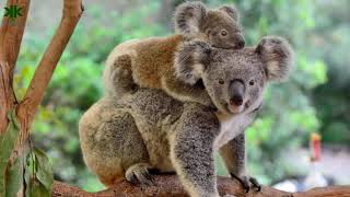 Keseli Ayı Ağaç Ayısı Yada Bilinen Adıyla Koalalar Hakkında Ilginç Bilgiler