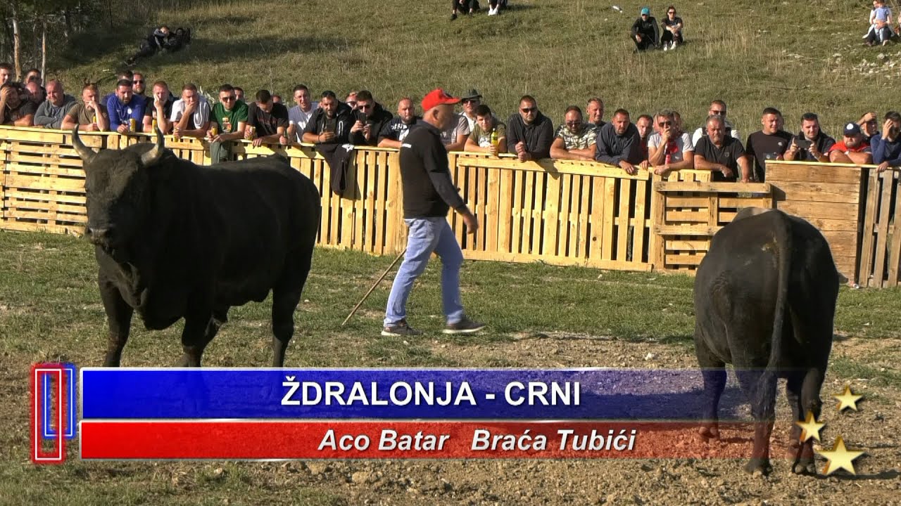 - ŽDRALONJA ACE BATARA I CRNI BRAĆE TUBIĆ, ZA ŠAMPIONA BALKANA; RAKITNO 2023