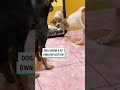 Dog vs mirror: who’s winning this standoff