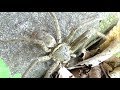 【閲覧注意】ゴキブリを食べまくってタランチュラみたいに巨大化したクモがヤバすぎた