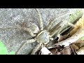閲覧注意 ゴキブリを食べまくってタランチュラみたいに巨大化したクモがヤバすぎた 