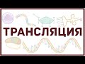 Трансляция ДНК - биология и физиология клетки