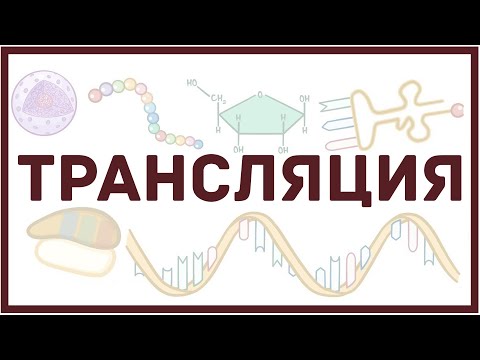 Видео: Что происходит при трансляции ДНК?