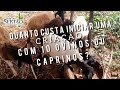 Quanto custa 10 ovinos ou caprinos para iniciar uma criação? - 23.04.2021.