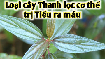 Loại cây Thanh lọc cơ thể, trị tiểu ra máu, Viêm đường tiết niệu, ho lâu ngày. PHAN HẢI Vlog