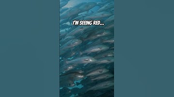 Redfish running #destinbridge #redfish #underwatercinematography #colorearth