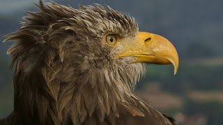 العقاب الذهبي ملك الطيور وسيد الجوارح -عالم الحيوان
