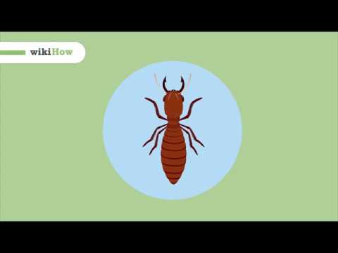 Vidéo: Quelle est une méthode naturelle pour se débarrasser des termites ?