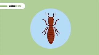 Comment Se Débarrasser Des Termites