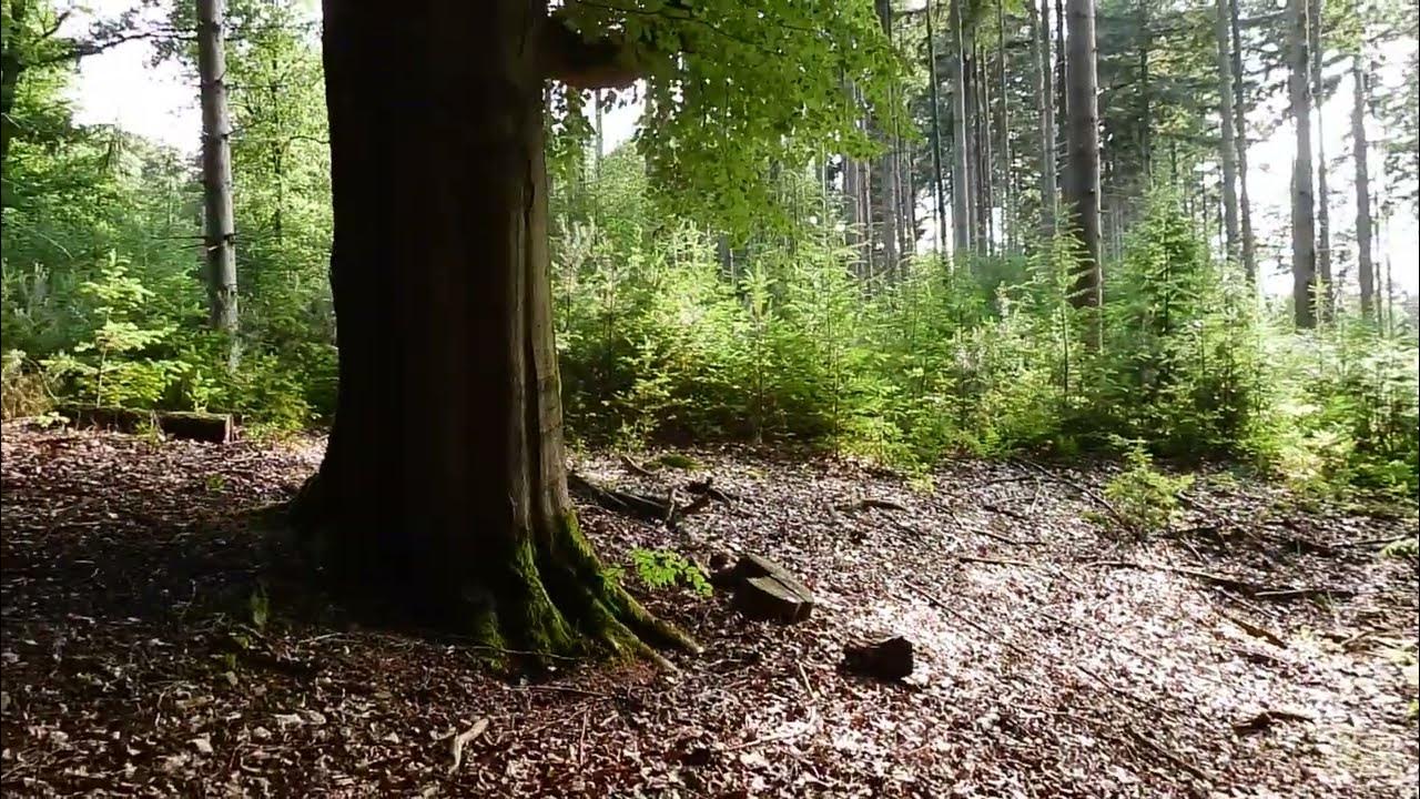 Kan 1Mooie Bushcraft Plek Worden YouTube