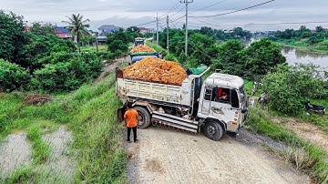 Incredible! START PROJECT LANDFILL  BY Smart Driver 5T TRUCKS Unloading Soil &Dozer KOMATSU Pushing