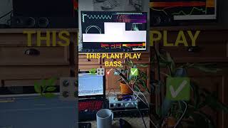 This plant controls bass with midi 🌿🎛️🎸🔊🎶✅ #plantsound #biosignal #bassmusic #shorts