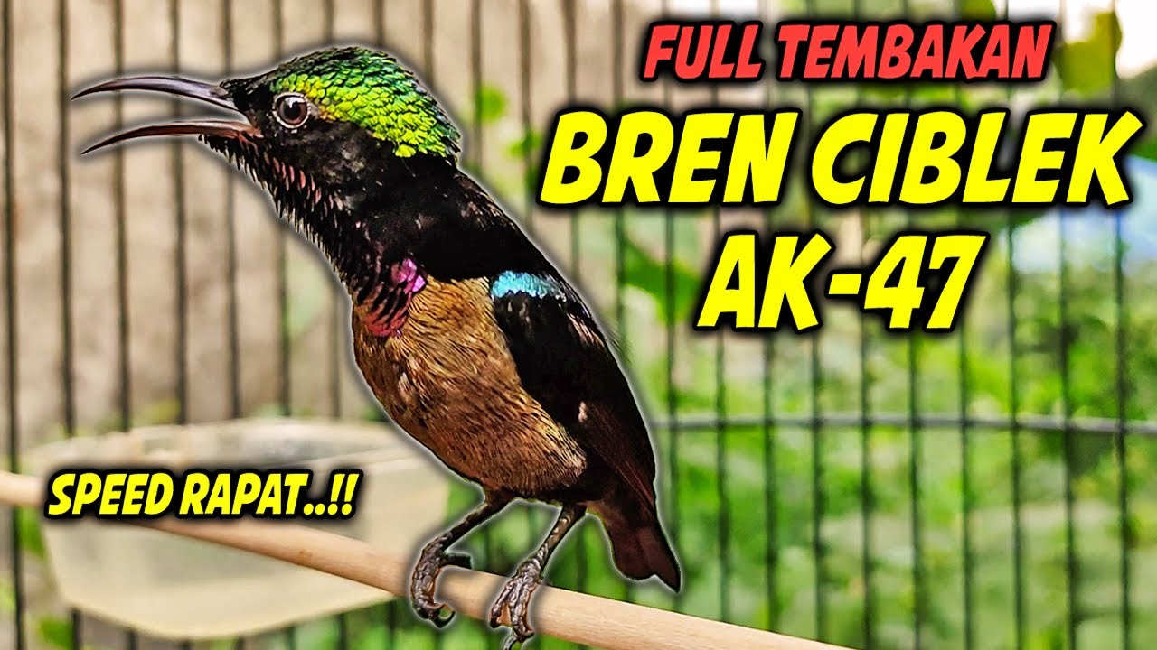 KONIN GACOR FULL NEMBAK ISIAN BREN CIBLEK SEJALUR !! MASTERAN KOLIBRI NINJA EMOSI BONGKAR MATERI