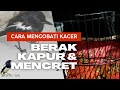 Cara Mengobati Burung Kacer Berak Kapur, Mencret dan Berak Encer Putih  @KamisKicau