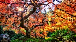 Top 10 Beautiful Botanic Gardens In The USA