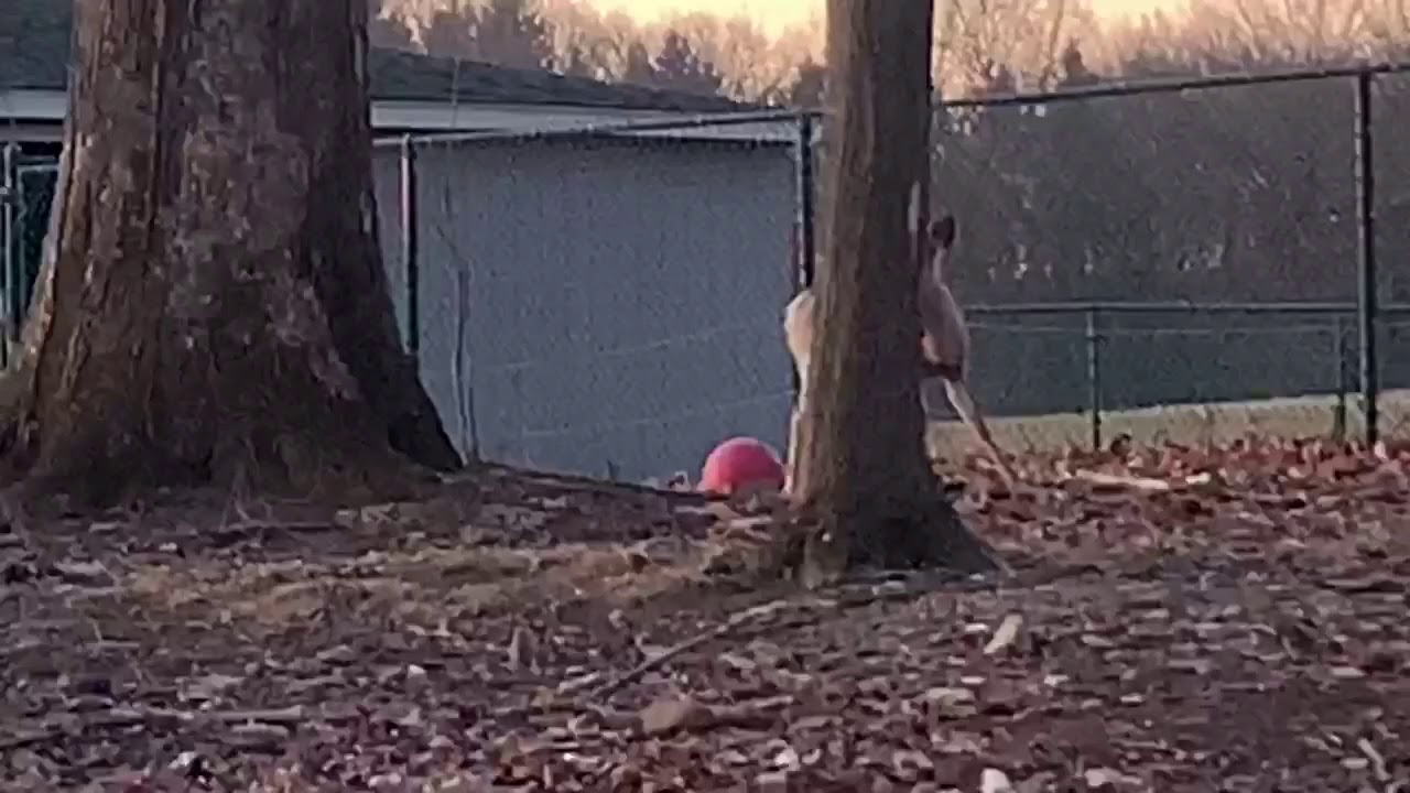black mirror season 5 Release of Honovi our white tailed deer (read description)