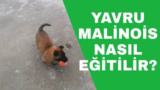 Yavru malinois Eğitimi - Yavru Belçika kurdu eğitimi