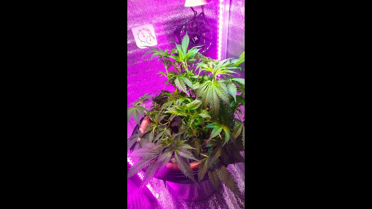 #9 Sativa BIG BANG auto
