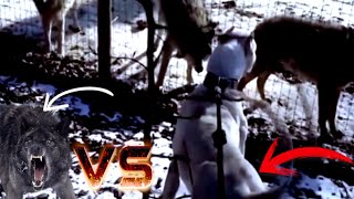 DOGO ARGENTINO vs LOBOS (EL LOBO NEGRO + GRANDE Y PODEROSO VISTO HASTA AHORA) STRONG GUARD DOGS VS