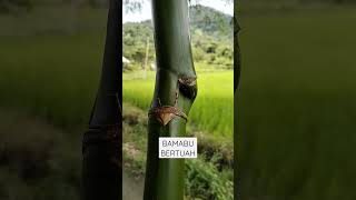 BAMBU UNIK TERMAHAL#shorts