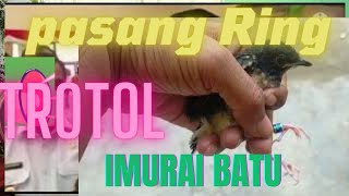 Cara Pasang Ring pada Trotolan Murai Batu
