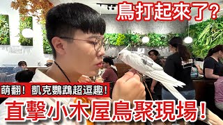 超逗趣會往後「倒退跑」的凱克在鳥聚表演鸚鵡們互看不爽打起來了【鸚鵡小木屋】【羽翼聚會EP3】