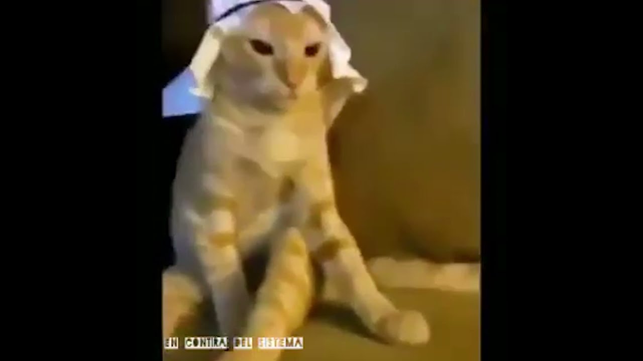 arab cat meme #shorts - YouTube