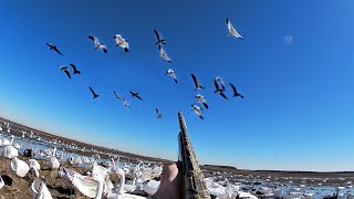 SOLO DOUBLE DIGIT SNOW GOOSE hunt in SEMO, over DECOYS!!!