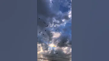 مو شرط اليوم الحارث النمر 
