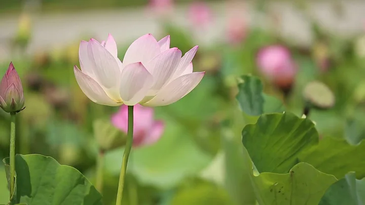 Inner Peace Meditation | Renew Life Yoga with Heat...