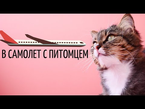 Видео: Путешествие кошачьего ящика - как летать или передвигаться с кошкой