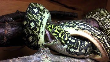 Diamond Python eating a mouse on October 1, 2011