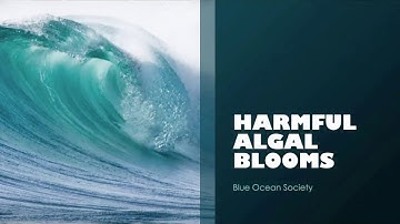 Learn About Harmful Algal Blooms
