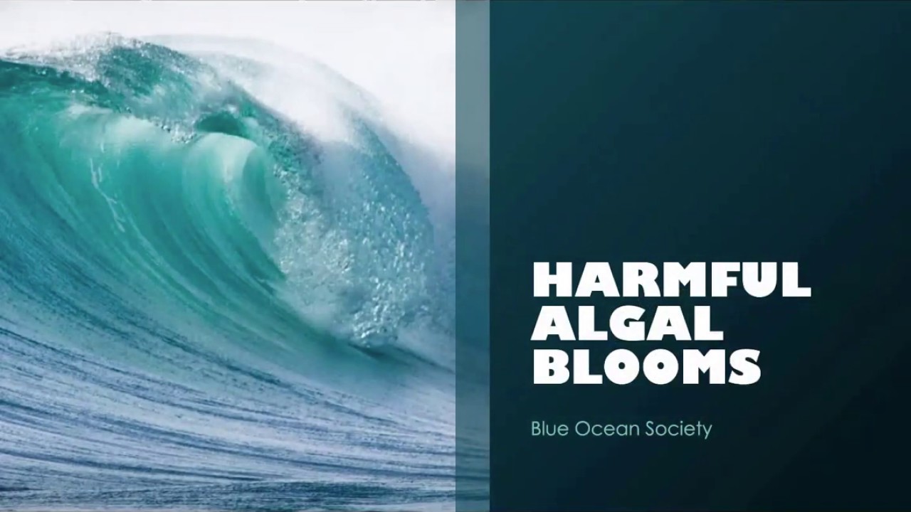 Learn About Harmful Algal Blooms