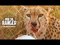 Cheetah With Impala Breakfast | Maasai Mara Safari | Zebra Plains