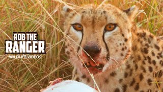 Cheetah With Impala Breakfast | Maasai Mara Safari | Zebra Plains