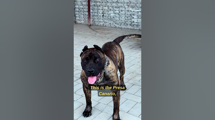 Presa Canario: The Most Dangerous Dog You’ve Never Heard Of! #presacanario #shorts