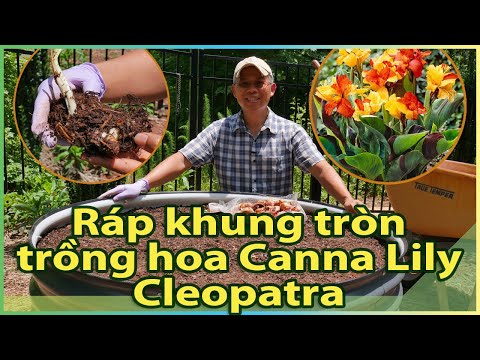 Video: Phân chia và Cấy ghép Canna - Khi nào và Cách di chuyển một bông hoa Canna