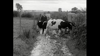 New Farming Methods, Arva, Co. Cavan, Ireland 1967