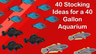 40 Stocking Ideas for a 40 Gallon Aquarium (150 Litres) | Fish Tank stocking Ideas