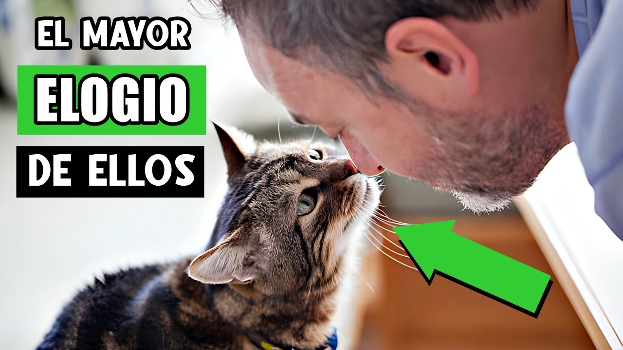 5 HALAGOS RAROS QUE TU GATO SOLO DA A QUIEN CONFÍA 😸💜