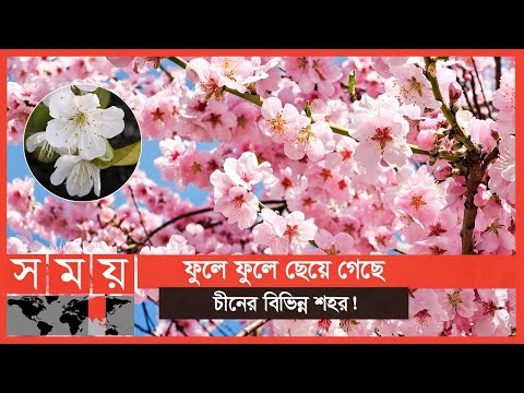 চেরি ফুলের সৌন্দর্যে মোহনীয় রূপ প্রকৃতির! | Cherry Blossom | International News