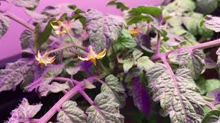System-Grow 2018, Tag 14. Indoor Tomatenzucht Mit Led-Licht