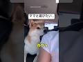 ママ運転中にガブっ🐶　　　#柴犬　#犬　#かわいい犬 #かわいい #shibainu