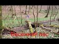 Весенний лес / Der Früllingswald