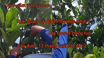 Cắt Đọt Vườn Mít Indo Ruột Đỏ Xơ Vàng-Cây Được 12 tháng tuổi