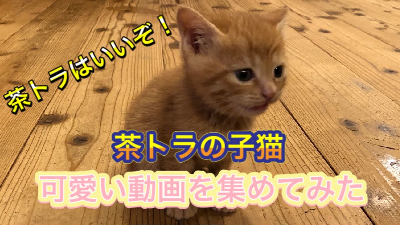 茶トラの子猫の可愛い動画 Youtube