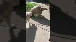 Tortoise Needs A Girlfriend